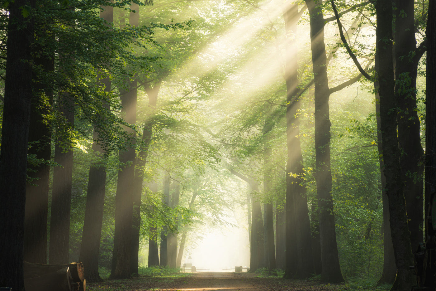 Forest Green Trees